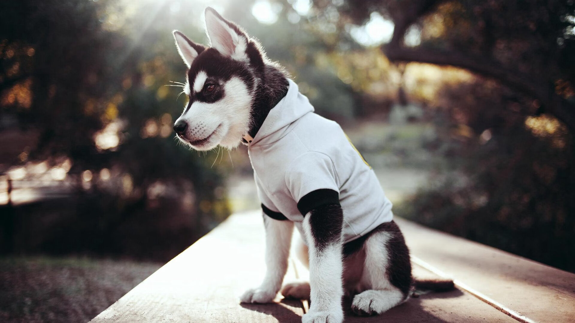 _运用大数据分析预测比赛走势_，大数据分析预测怎么做