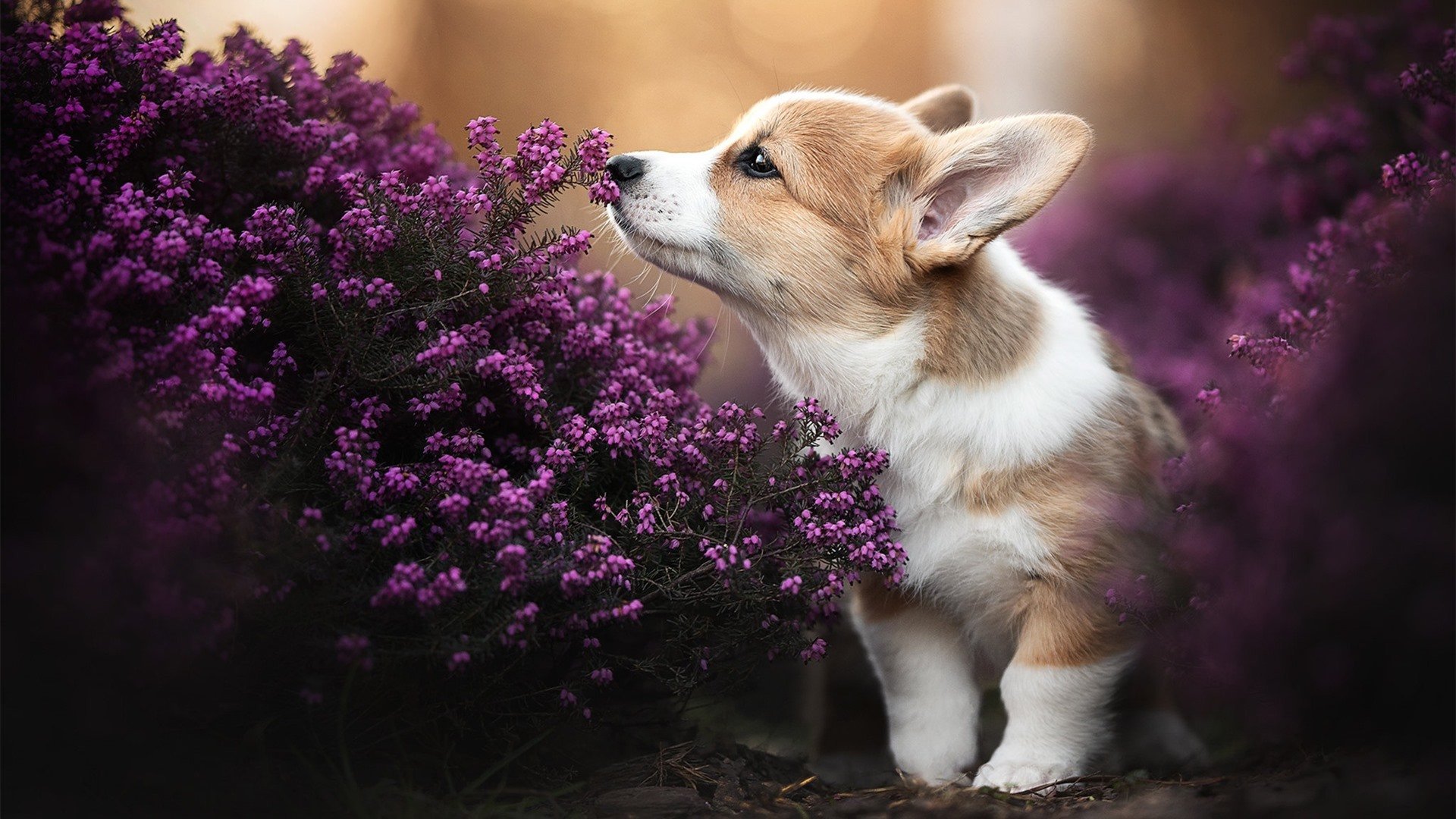 “超级劲旅崛起:黑马球队的逆袭故事”