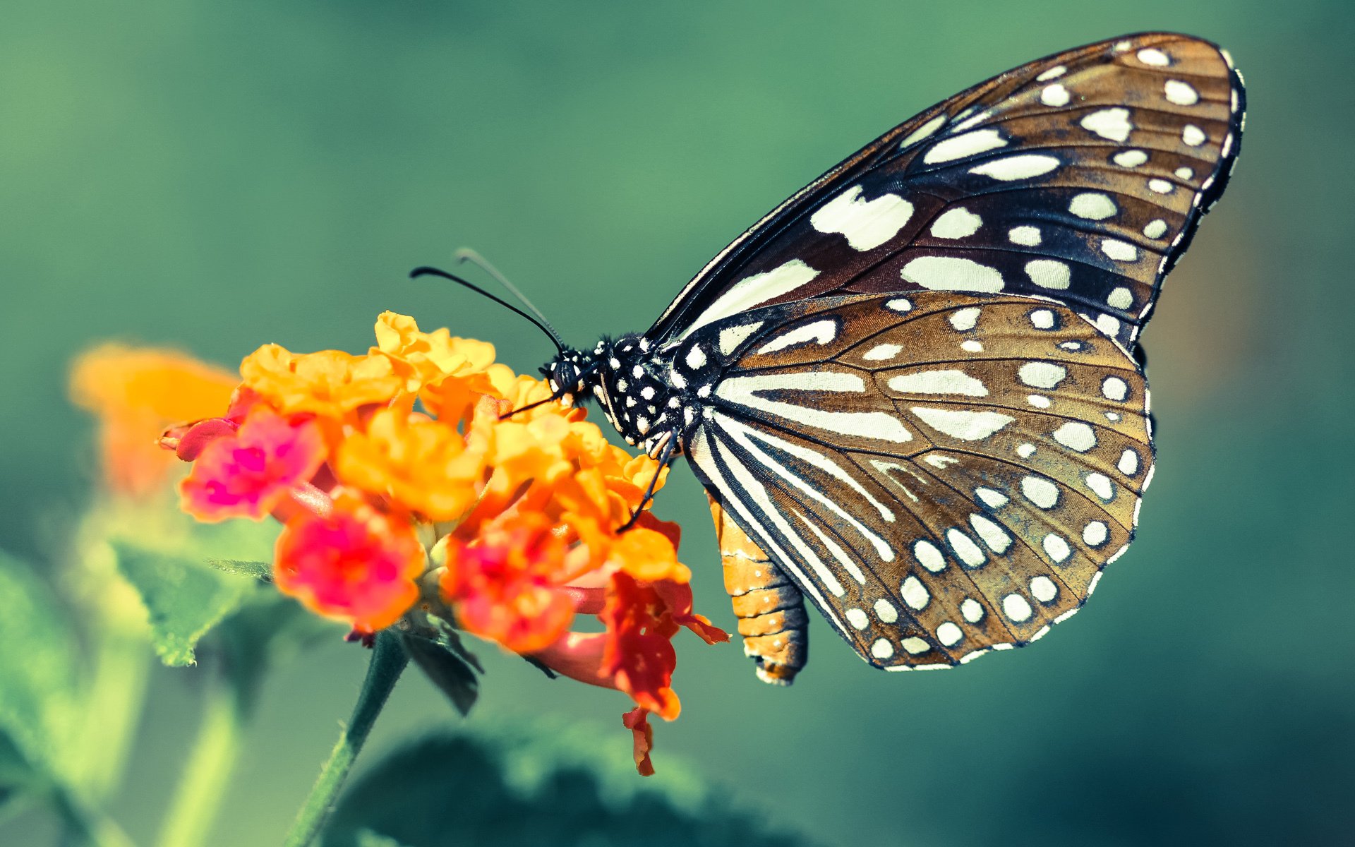 开云体育安全平台-中立分析：本赛季最值得关注的战术创新