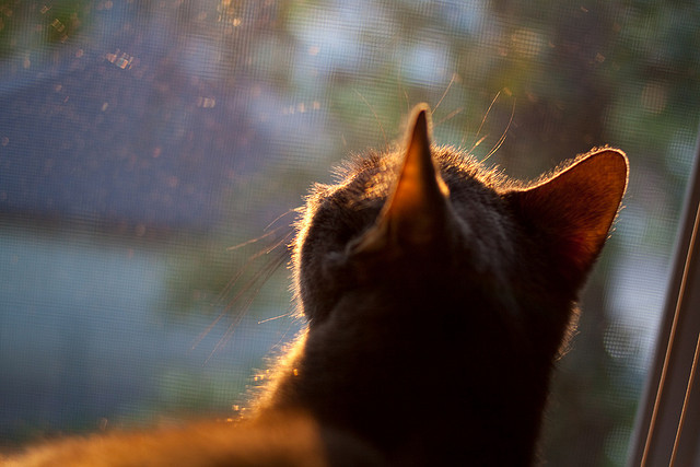 开云体育下载APP-传奇再临：那些年退役偶像的幕后故事，传奇再现三部曲