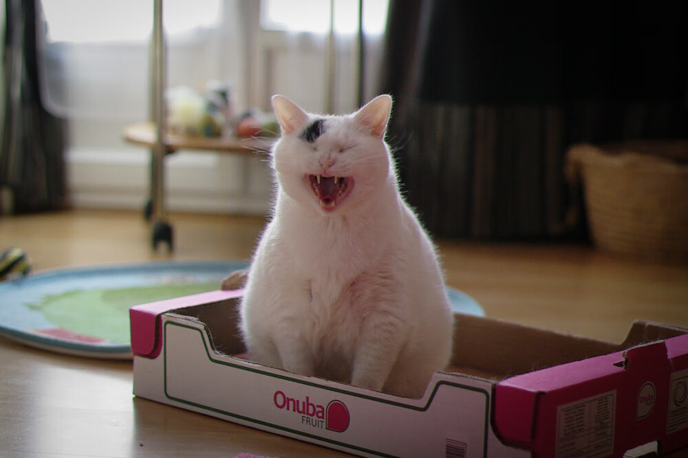 开云体育下载网址-全国大学生篮球联赛圆满结束，冠军队伍备受关注，全国大学生篮球联赛是哪一年开始举办的