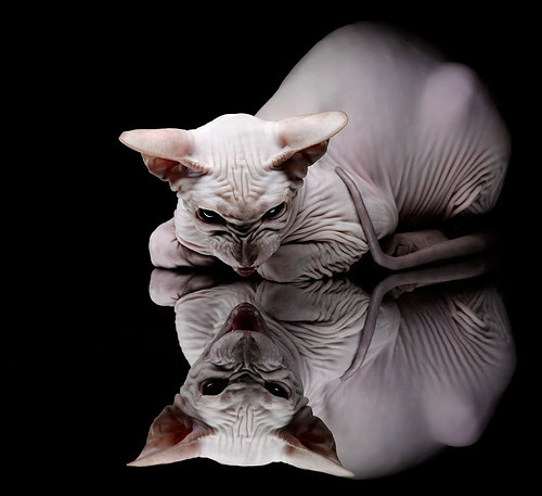 开云体育入口-苏格兰橄榄球队在世界杯中表现亮眼，苏格兰球队绰号