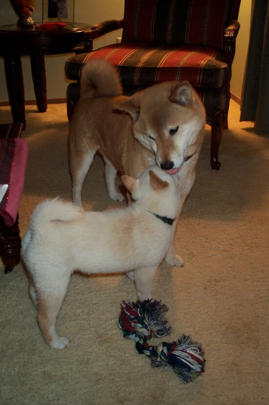 足球主题漫画连载吸引大批青少年读者,足球主题漫画手抄报