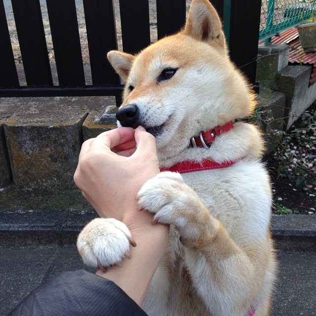 Astralis 与丹麦零售商 Elgiganten 合作，举办线下活动，丹麦alk