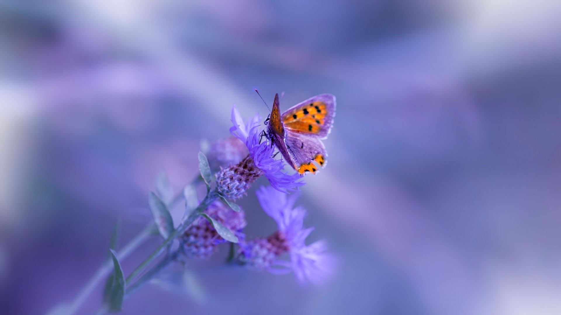 CBA全明星技巧挑战赛，赵继伟上演速度奇迹，赵继伟cuba