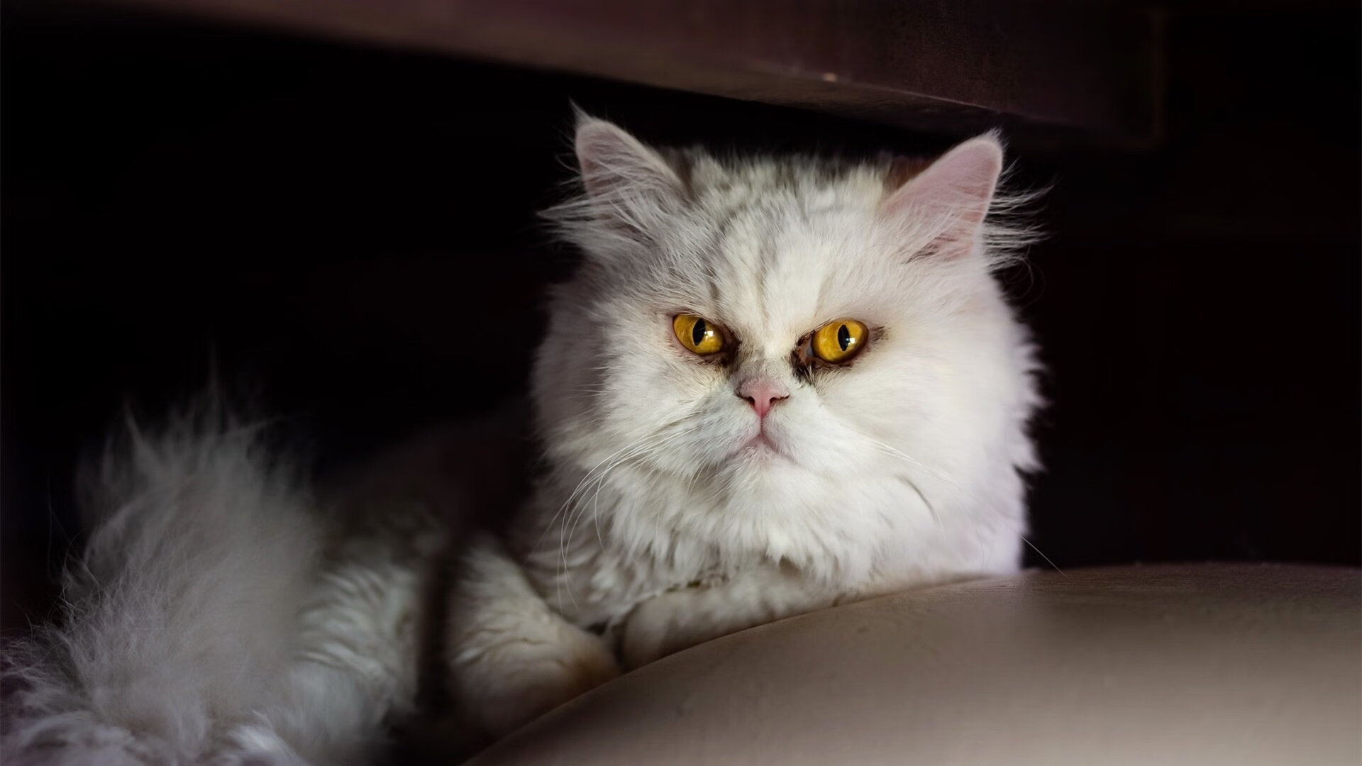 NBA历史得分榜前三重新洗牌 超级巨星继续刷新纪录,nba历史得分榜前十名