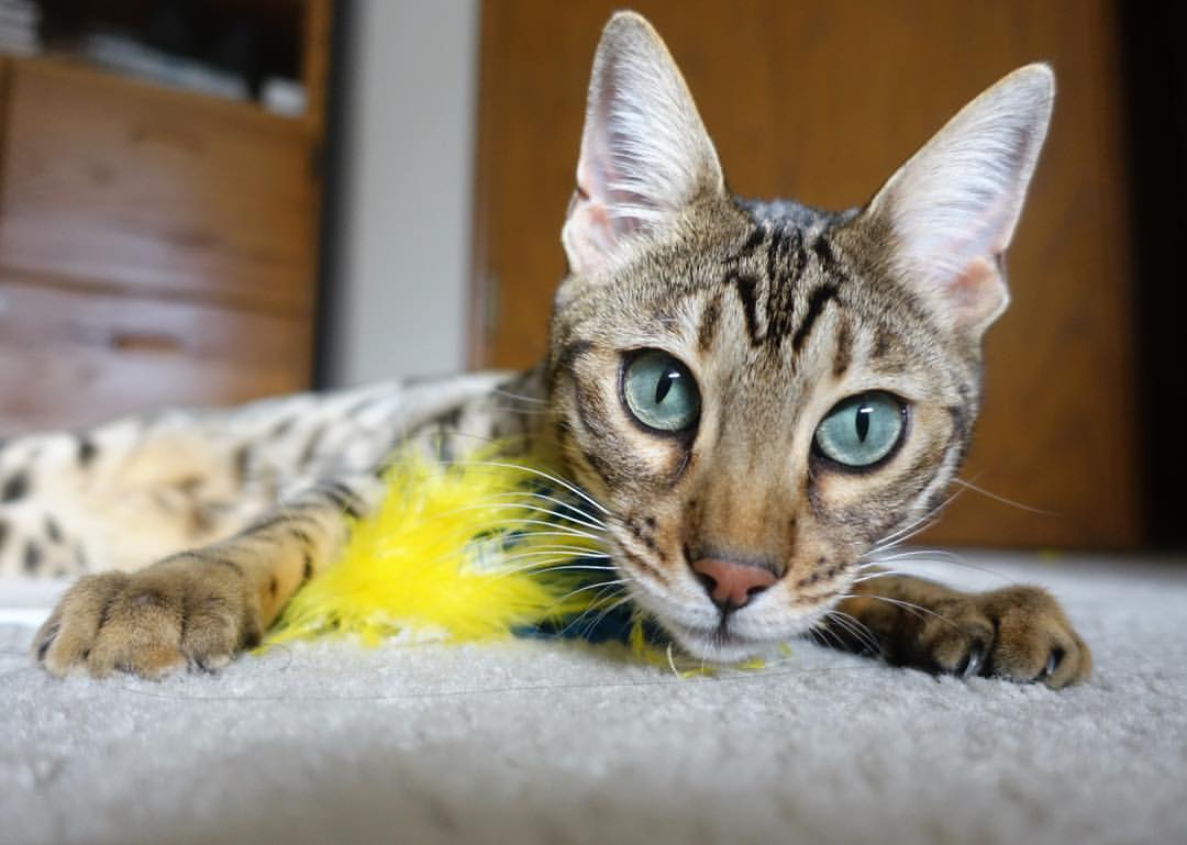 中日韩球队联手提升亚洲足球水平，中日韩足球留洋人数