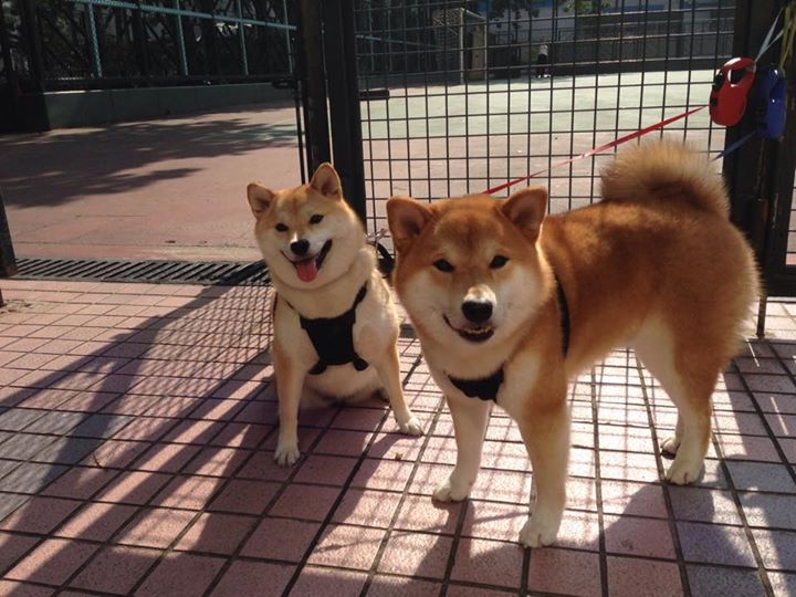 下载开云-内蒙古队战胜云南，提前晋级季后赛，wcba 内蒙古