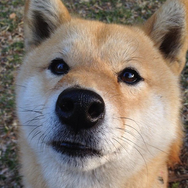 切尔西女足参加慈善比赛公益活动,切尔西女足夺冠