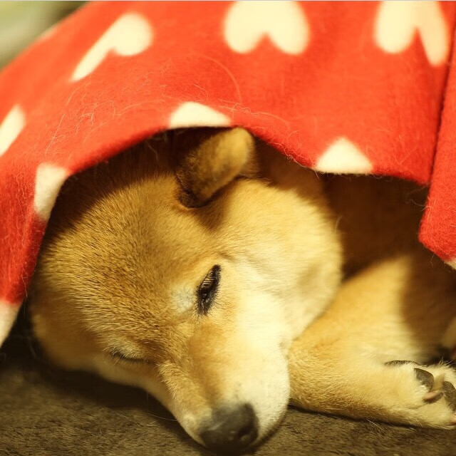 南特主场战平雷恩，继续保持不败记录，南特vs克莱蒙比分预测