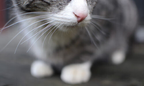 开云官方-国足青训实现突破 球员技惊四座获得国际关注，国足青训什么时候崛起