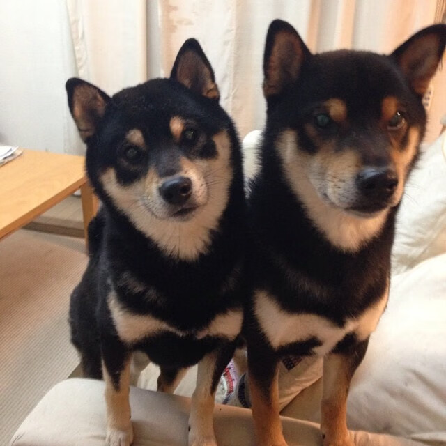 新疆广汇退出CBA引发联盟震动,新疆广汇篮球俱乐部微博