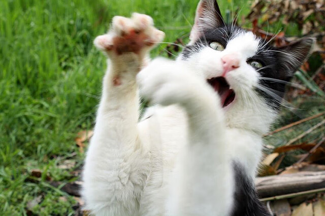 中国篮球联赛球队战术创新与数据应用,篮球队战术图