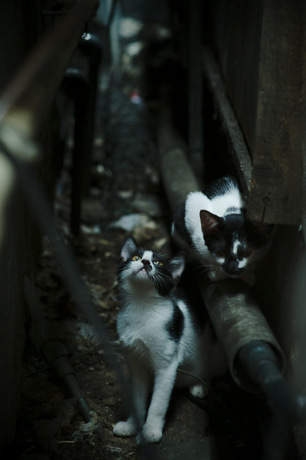 篮球运动员专项技能提升路径研究,篮球运动员专项训练