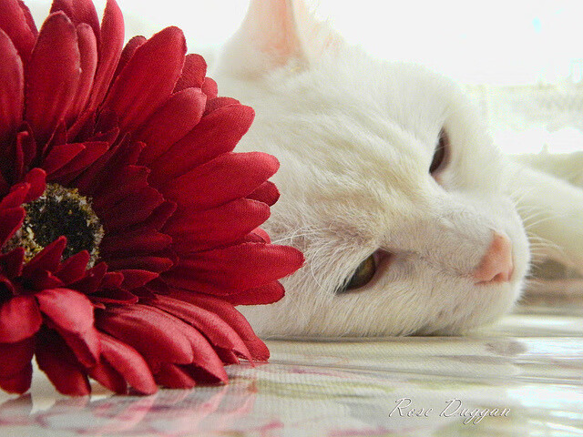 开云官方-南特通过高位逼抢打出强烈节奏，南特高商相当于国内什么大学