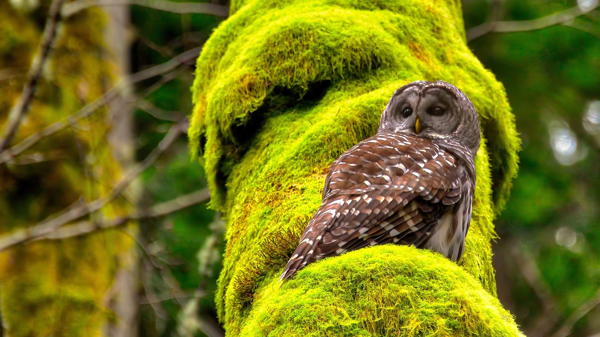 南特通过高位逼抢打出强烈节奏，南特高商相当于国内什么大学