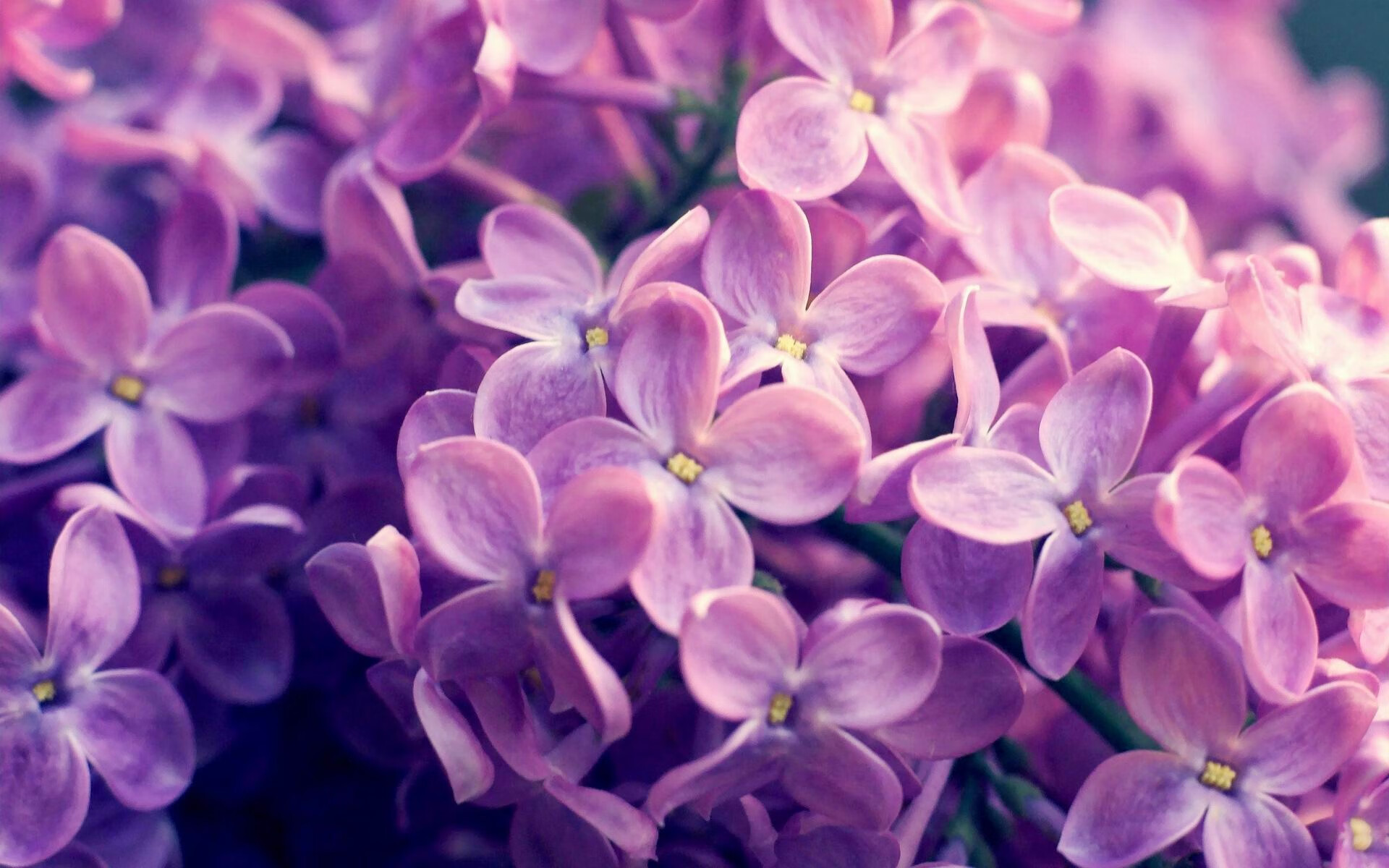 图卢兹加强转换进攻寻找得分突破口,图卢兹攻略